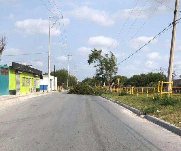 Derriba varios árboles un fuerte ‘ventarrón’ en Reynosa Derriba varios árboles un fuerte ‘ventarrón’ en Reynosa