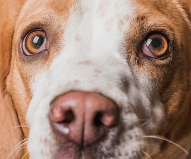 Los tipos de tumor en el ojo de un perro, explica veterinaria