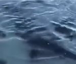 Captan a tiburones nadando cerca de playa de La Paz