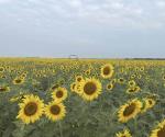 Arranca temporada de girasoles en González, Tamaulipas
