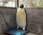 Rescate de un Pingüino Emperador en Australia