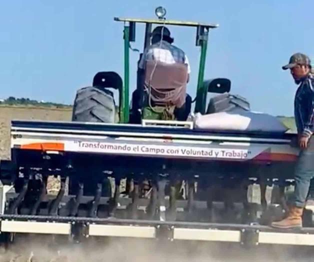 Arranca siembra de trigo Arranca siembra de trigo