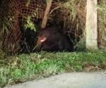 Avistamiento de oso en zona urbana de Monterrey