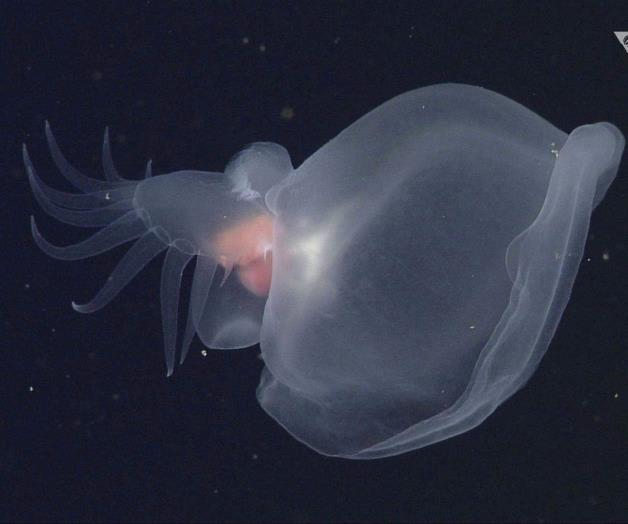 Investigadores de California: Descubren especie de babosa marina gelatinosa y misteriosa