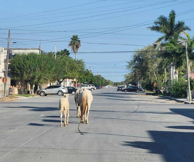 Merodean caballos en las calles de VH