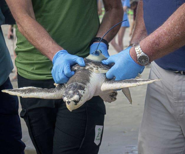 Increíble historia de supervivencia de una tortuga marina