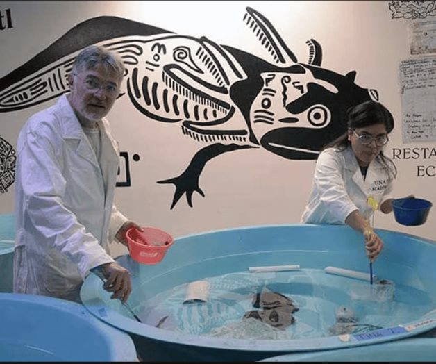 Investigadores de la UNAM realizan censo de ajolotes silvestres