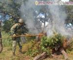 Eliminan fuerzas federales 247 plantíos de amapola y marihuana en el país