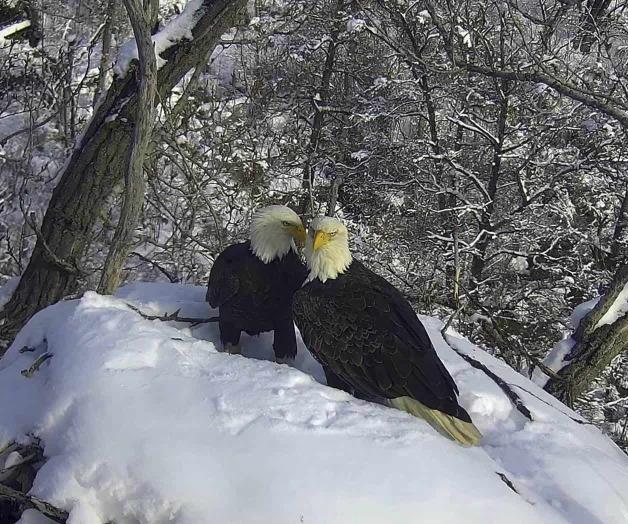 Activan una nueva cámara para águilas en Minnesota