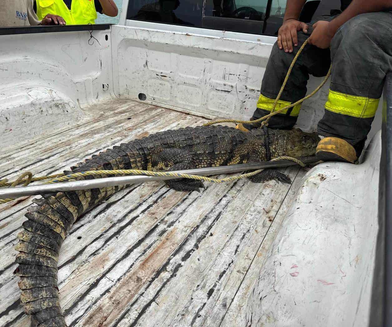 Estaba escondido en las  Escolleras: Capturan cocodrilo  en Playa Miramar