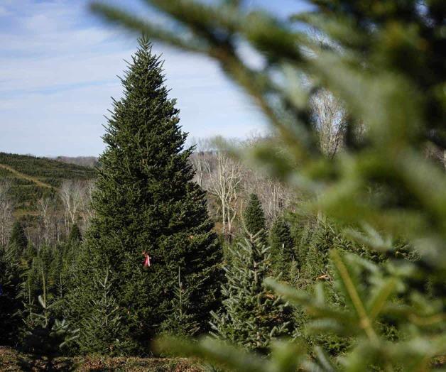 El  árbol navideño de la casa blanca: Símbolo de resiliencia  de Carolina del Norte