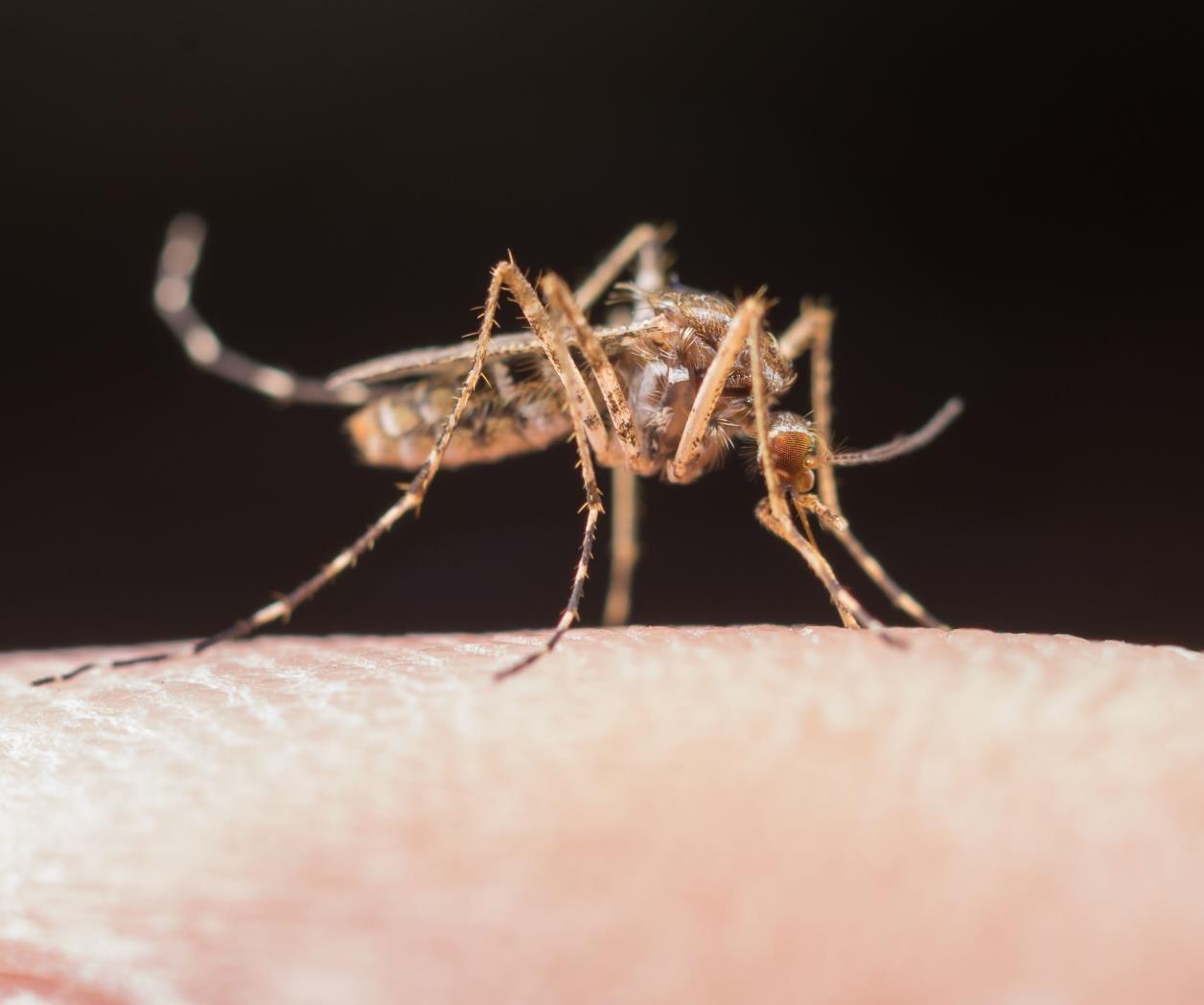 Mantiene dengue amenaza de salud; Reynosa quinto lugar en incidencia