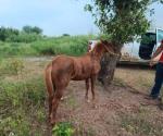 Arrastra al equino por la calle: Denuncian ante Fiscalía maltrato de un caballo