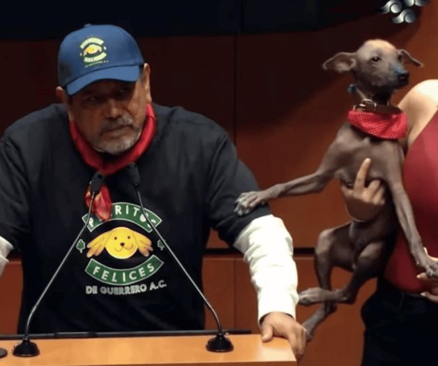 Avala Senado prohibición a maltrato animal; pasa a estados Avala Senado prohibición a maltrato animal; pasa a estados