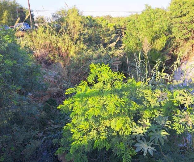 Necesario retiren taludes del dren auxiliar Reynosa Necesario retiren taludes del dren auxiliar Reynosa