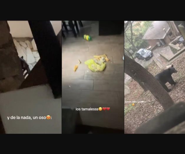 Impactante visita de oso negro en cabaña de Chipinque