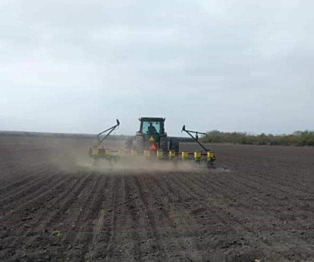 Se entregará semilla de  sorgo: Alistan entrega de apoyos para  los productores