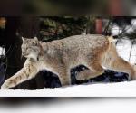 En las Rocosas del Sur de EU: Proponen protecciones para el lince canadiense