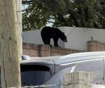 Sorprende avistamiento de un oso en San Pedro, NL