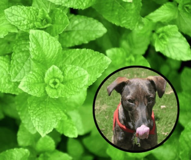 Beneficios limitados de la menta para los perros, dice especialista