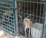 Instan a ciudadanos a proteger a mascotas en Reynosa