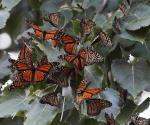 Autoridades de la vida silvestre: Ampliarán protección a mariposas monarca