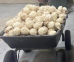 Decomisan metanfetamina oculta en un camión, en Pharr