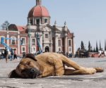 Como cada año, decenas de perros son abandonados en la Basílica