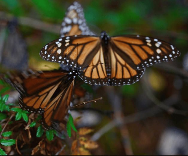 Proponen proteger sitios de hibernación de monarca en Edomex