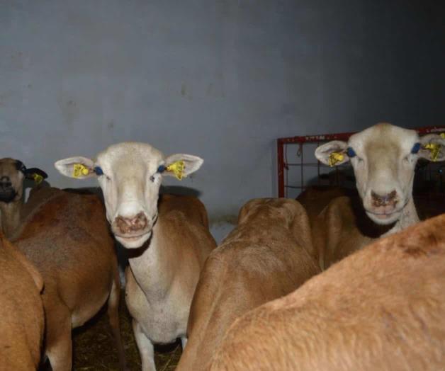 Son robados para preparar platillos navideños: Animales en peligro