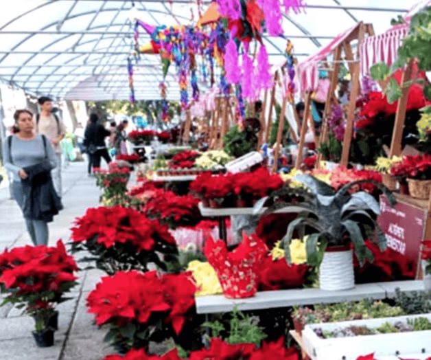 Cómo Proteger tu Hogar de Insectos en Navidad