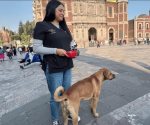 CDMX y Agencia de Atención Animal ayudan a perros peregrinos