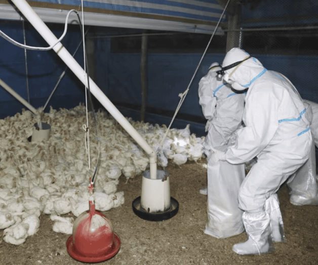 Gobernador de California declara estado de emergencia por gripe aviar