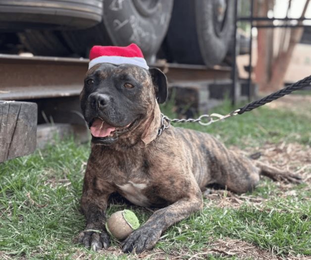 STC invita a apoyar adopción y donación para perros salvados en Metro