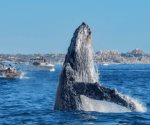 Ballenas en México 2024-2025: los mejores destinos y fechas clave