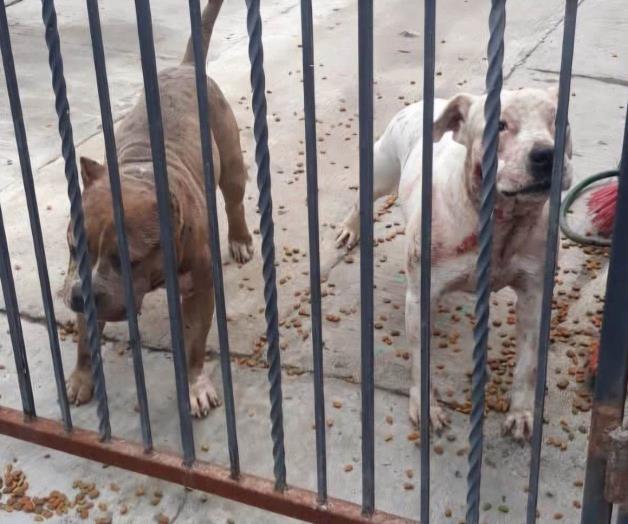 Demandan a ciudadanía viajen con sus mascotas