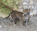 Llega cachorros de jaguar al Parque Ecológico Biósfera El Cielo