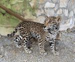 Llegan cachorros de jaguar a parque ecológico ´El Cielo´