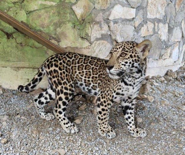 Llegan cachorros de jaguar a parque ecológico ‘El Cielo’