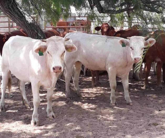 En frontera norte no hay casos: Descartan la presencia del gusano barrenador