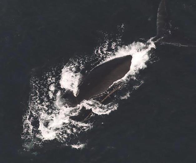 Vulnerables a colisiones con barcos: Avistan a 3ra ballena enredada en costa de EU en una semana Vulnerables a colisiones con barcos: Avistan a 3ra ballena enredada en costa de EU en una semana