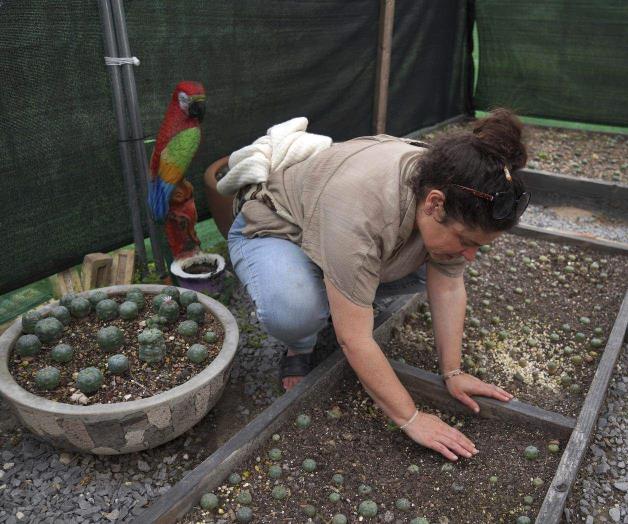 Planta sagrada para indígenas de EU:Amenaza al peyote era psicodélica