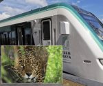 Tren Maya alista monitoreo de pasos de fauna