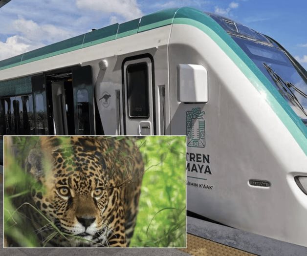 Tren Maya alista monitoreo de pasos de fauna Tren Maya alista monitoreo de pasos de fauna