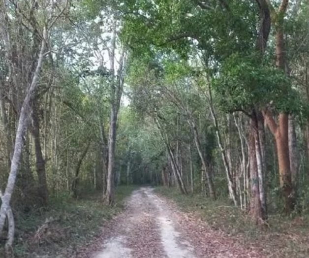 Localizan restos humanos cerca de cementerio en Mérida, Yucatán Localizan restos humanos cerca de cementerio en Mérida, Yucatán
