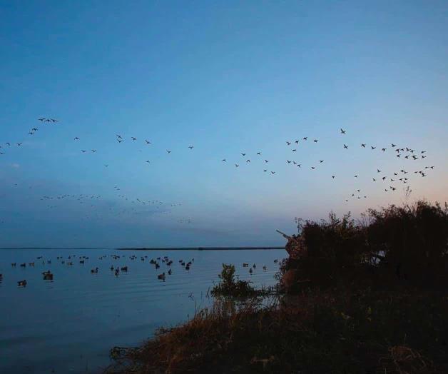 De aves y venados cola blanca: Refuerza la Profepa vigilancia en cacería