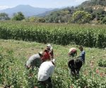 Alertan sobre pérdida de agrobiodiversidad