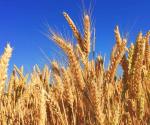 Exentan aranceles a importación de trigo y fertilizantes