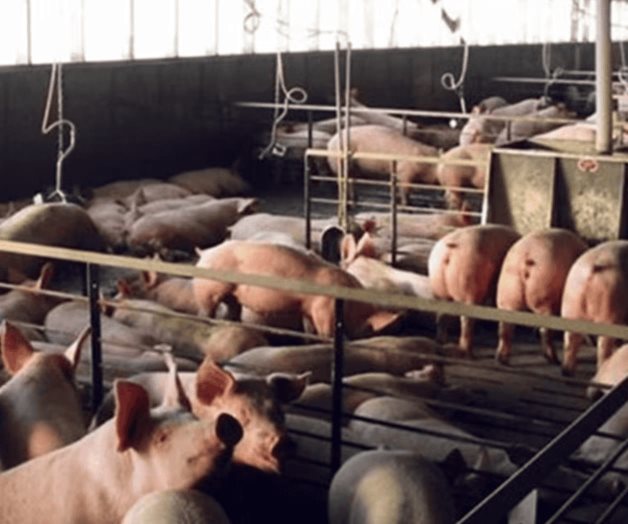 Porcicultores yucatecos toman acciones para no contaminar el agua