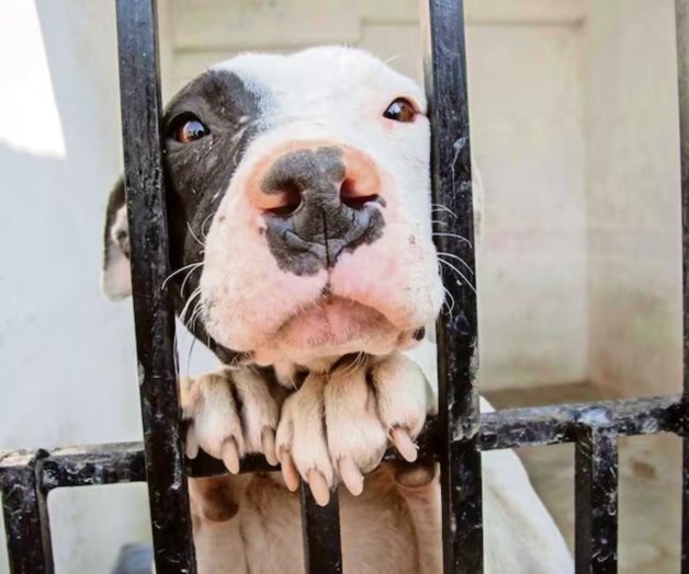 Senadores del PVEM llaman a no regalar mascotas en D&iacute;a de Reyes